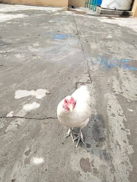 White Bantam Pair 6