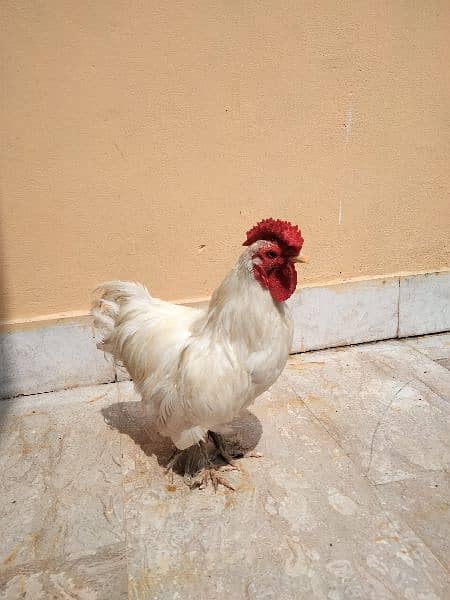 White Bantam Pair 7