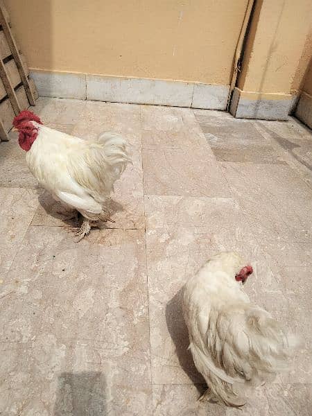 White Bantam Pair 8