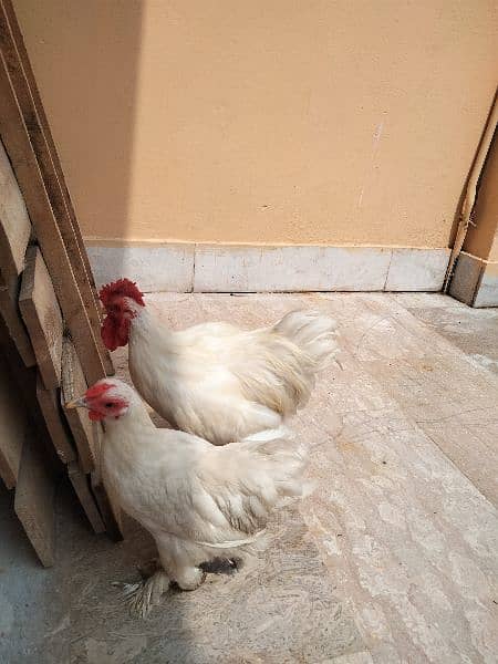 White Bantam Pair 9