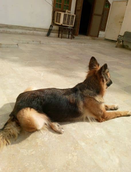 German shepherd female 1