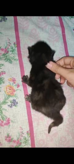 Kitten for free