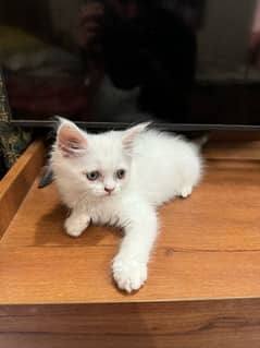 Persian White Kittens