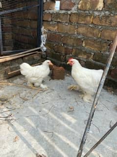 White Bantam