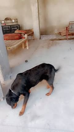 rottweiler