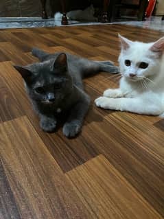 persian cats pair is available for sale