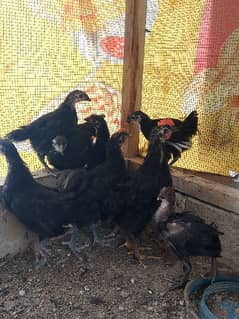 Australorp chicks available age 2 month