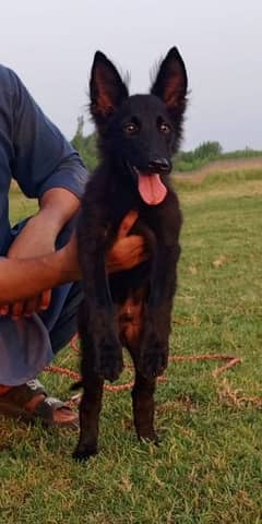 Belgium Shepherd male 3 month for sale