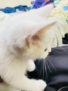 persian double coated female cate