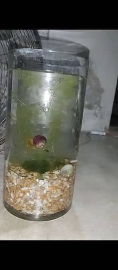 imported planted jar or fish aquarium