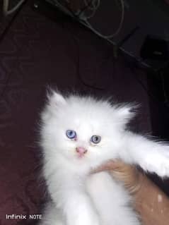 PERSIAN KITTEN TRIPPLE COATED AVAILABLE FOR SALE