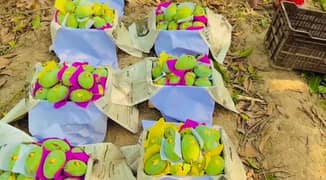 2500 per Crate - Fresh Export Quality Multani  Chunsa Mango For Sale