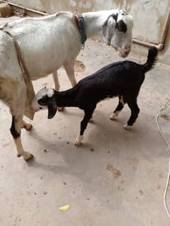 Goat | tapra bakra | teddy Bakri | Bakra kids | goat for sale