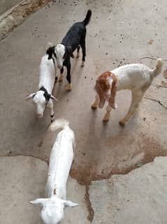 Goat | tapra bakra | teddy Bakri | Bakra kids | goat for sale