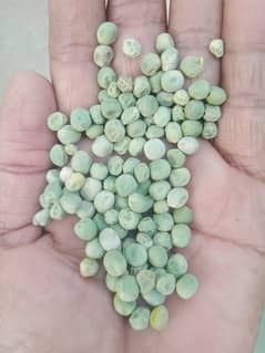 peas seed (motor variety )