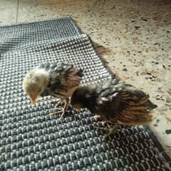 selling my 1 month old sebright chicks pair