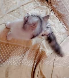 Persian semi pouch face kitten