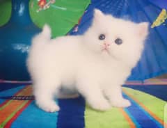 Baby Persian Kitten