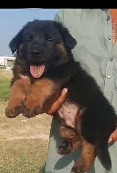 German long coat male available for sale
