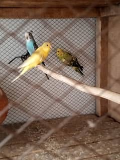 5 Love Birds for Sale with cage --- پانچ طوطے بمعہ پنجرہ برائے فروخت