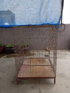 cage for raw parrot