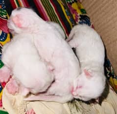 persian kittens white  age 1 day bht pyary bachy ha