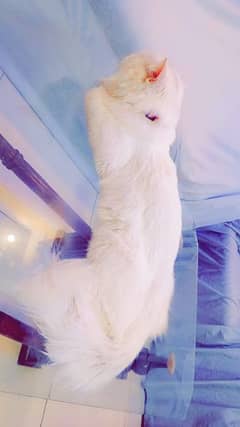 triple coated pure white Persian cat 8 months old