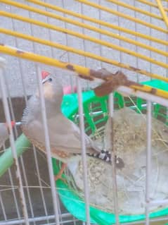 zebra finches