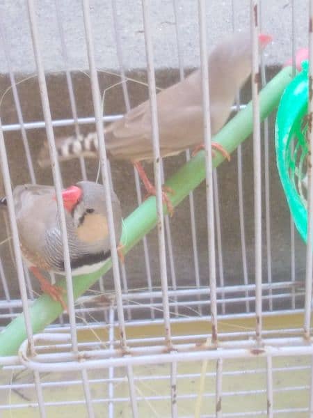 zebra finches 1