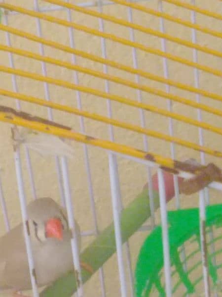 zebra finches 2