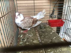 pigeon 2 pcs  available for sale contact 03003645020