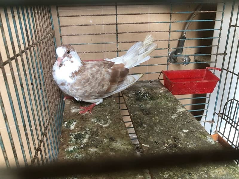 pigeon 2 pcs  available for sale contact 03003645020 1