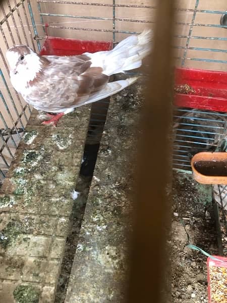 pigeon 2 pcs  available for sale contact 03003645020 2