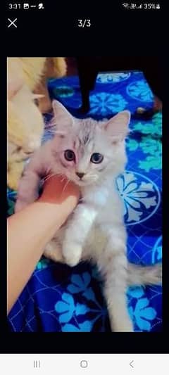 4 month kitten available