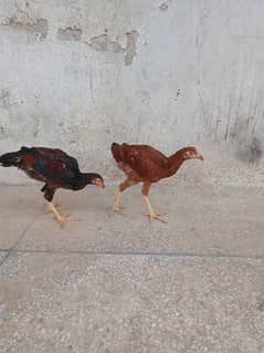 mianwali or lasani mix breed pair