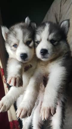Siberian husky puppy age 35 for sale