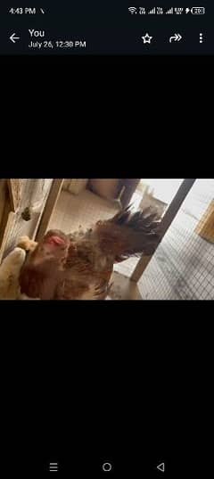 Aseel chicks with hen for sale