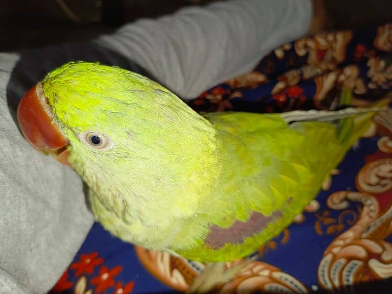 Handtamed and talking parrot for sale urgently 9