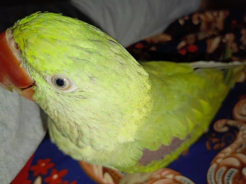 Handtamed and talking parrot for sale urgently 10