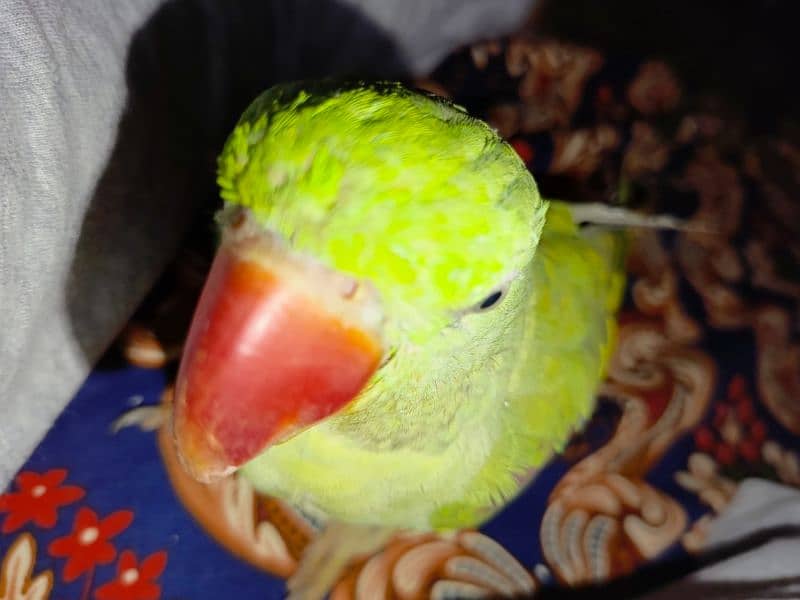 Handtamed and talking parrot for sale urgently 11