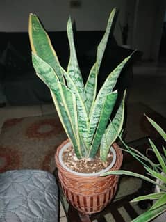 Snake plant (Dracaena Trifaciata)