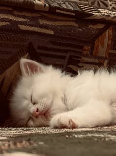 white male persian triple coated kittens of 2 months