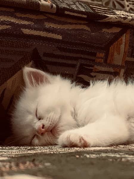 white male persian triple coated kittens of 2 months 0