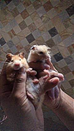 hamsters for sale full size breeding pair h