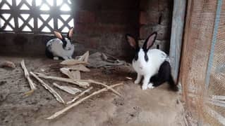 pair of rabbits