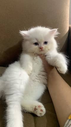 white kittens odd eyes semi punch face