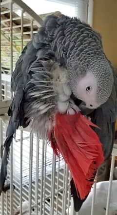 African Grey Parrot (female) hand tamed with DNA report