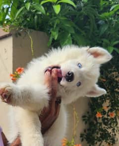 siberian husky white puppy