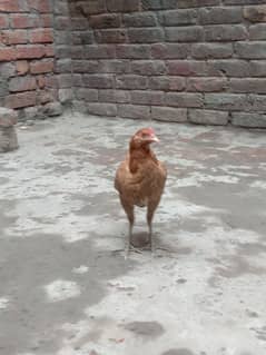 Hen