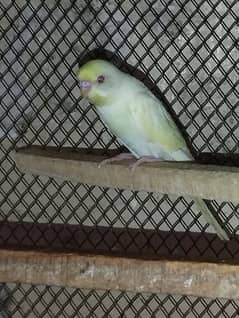 Australian parrots for sale